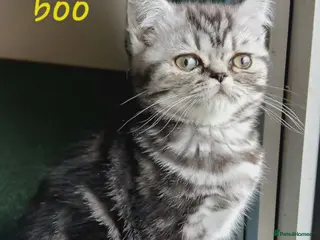 British Shorthair cats Bsh. Silver Classic Tabby . - Advert 1