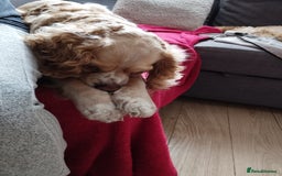 Mixed Breed dogs for sale: CavalierxCocker Spaniel Puppies -Both Parents Here - Image 21