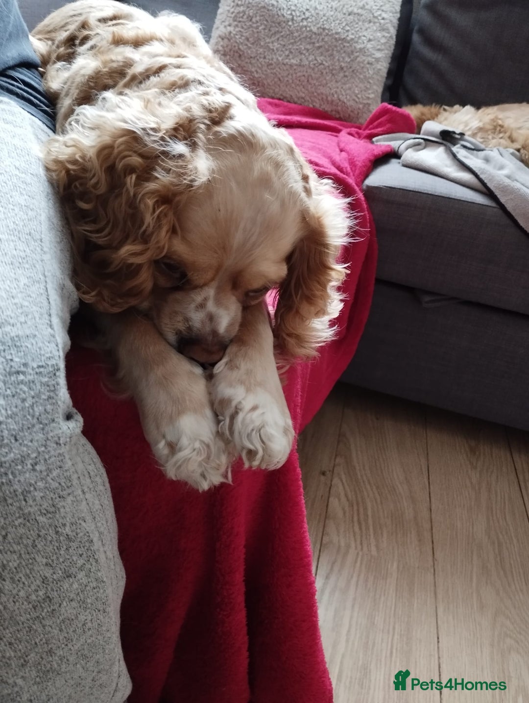 Mixed Breed dogs for sale: CavalierxCocker Spaniel Puppies -Both Parents Here - Image 21
