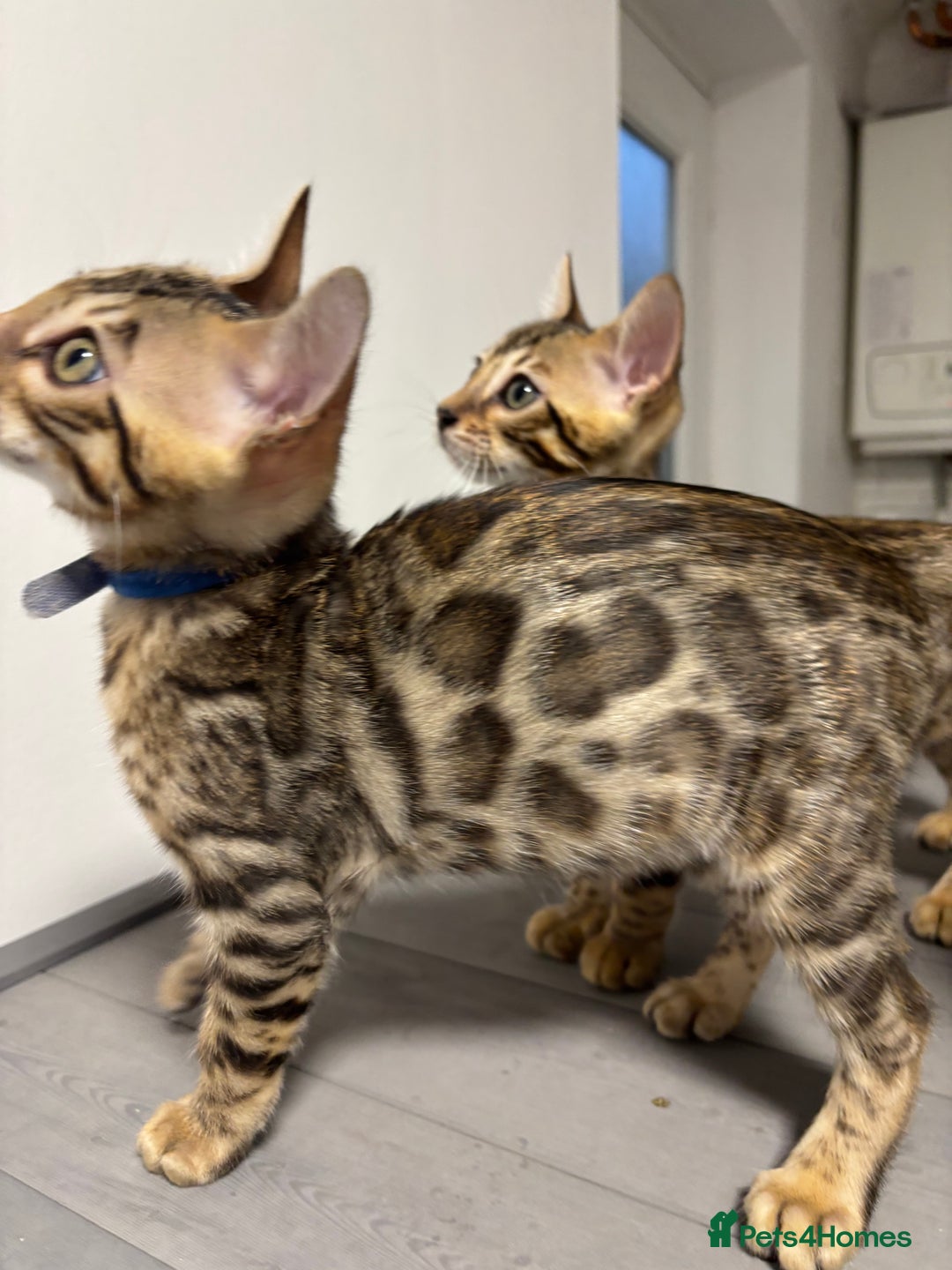 Bengal cats for sale: Ready for homes 3 stunning TICA reg Bengal boys - Image 20