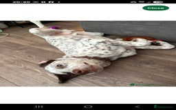Mixed Breed dogs for sale: Husky/ dalmatian free - Image 3