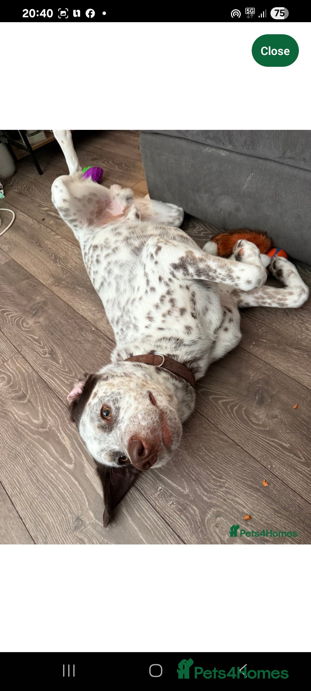 Mixed Breed dogs for sale: Husky/ dalmatian free - Image 3