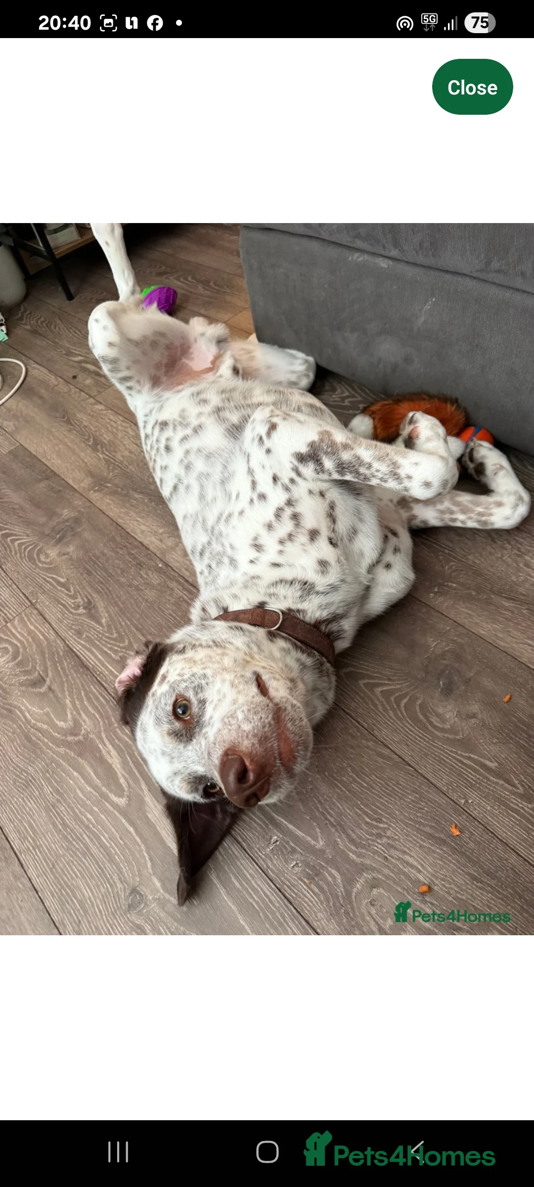 Mixed Breed dogs for sale: Husky/ dalmatian - Advert 3