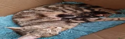 Mixed Breed cats for sale: Fudge  - Advert 3