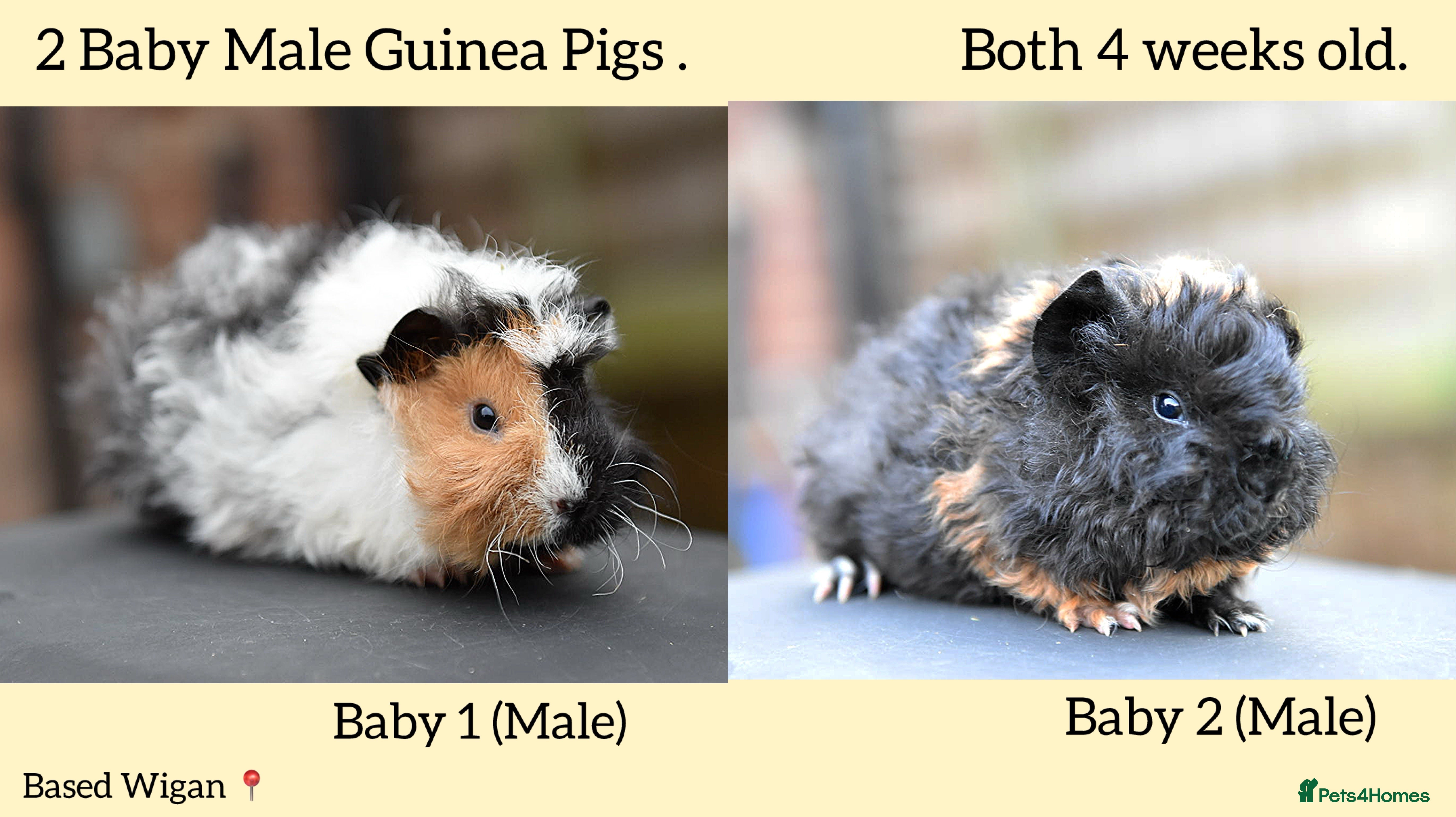 Guinea Pig rodents Baby Guinea Pigs Looking For New Home (All Males) - Advert 17