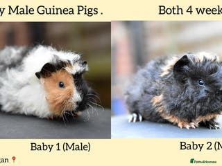 Guinea Pig rodents Baby Teddy Guinea Pigs Looking For New homes - Advert 16