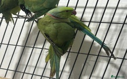 Ringnecks birds for sale: Indian ring neck - Image 7