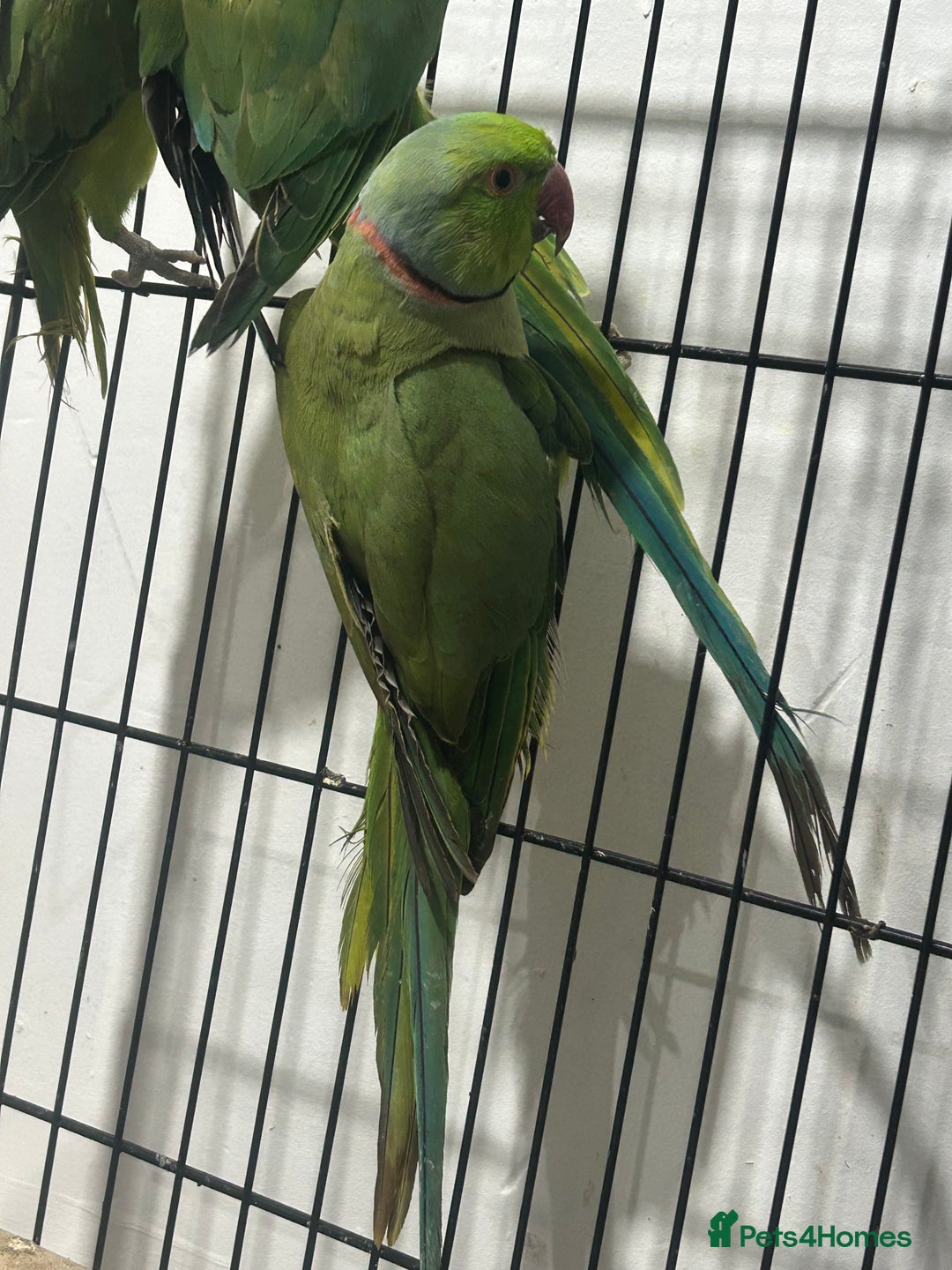 Ringnecks birds for sale: Indian ring neck - Image 7