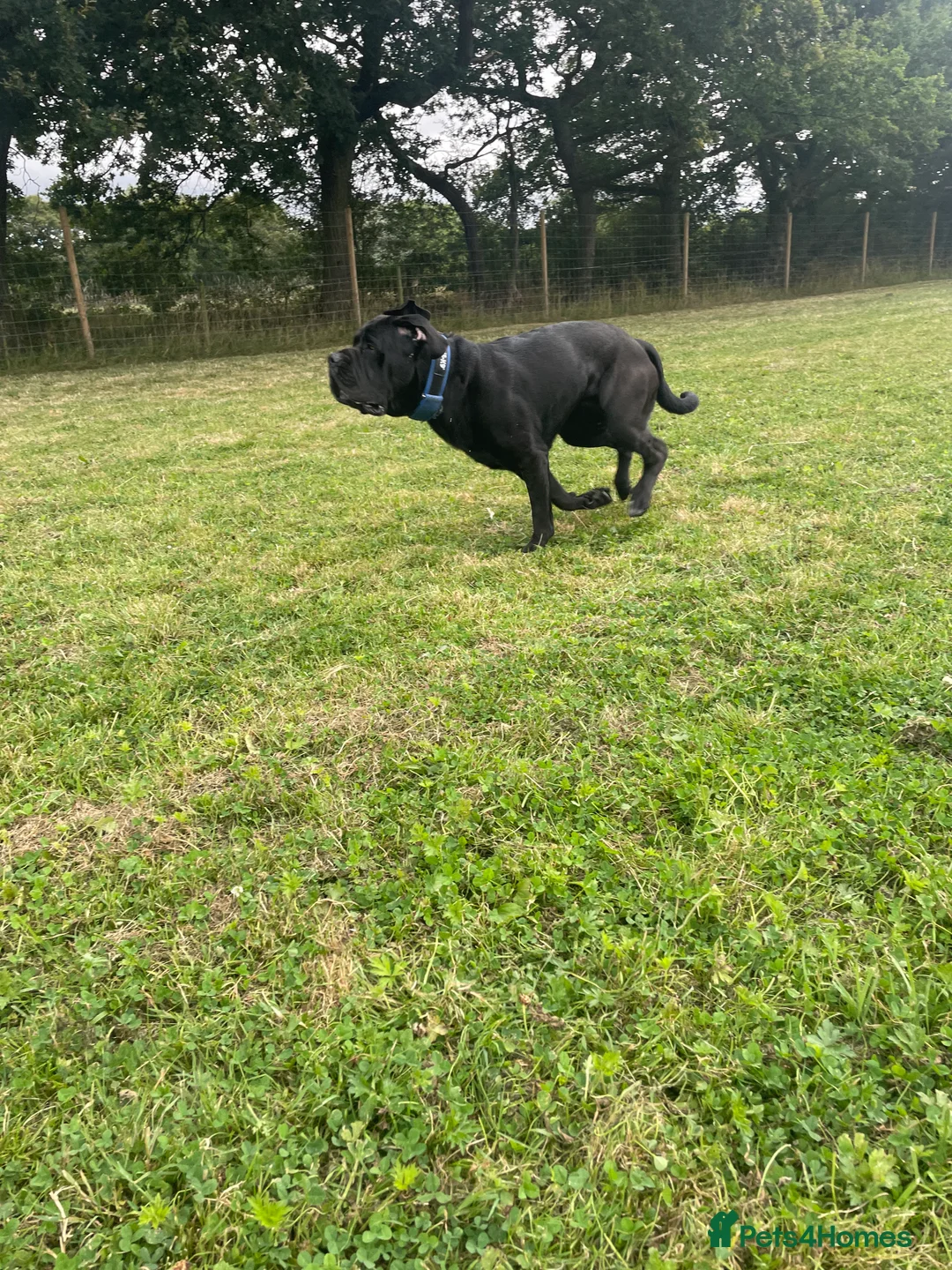 Cane Corso dogs for stud: Cane Corso for Stud in Doncaster - Advert 3
