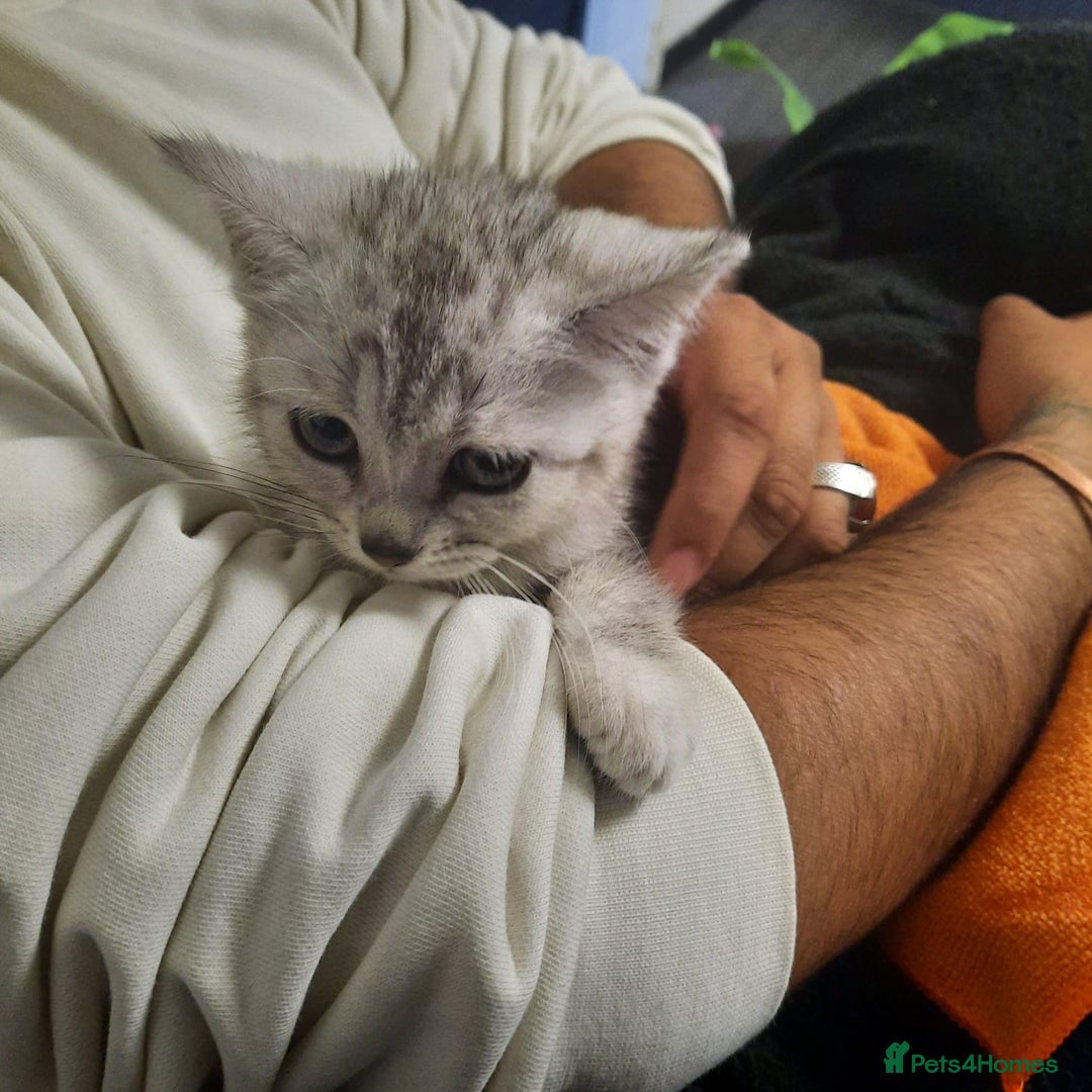British Shorthair cats for sale: Active cute British short hair - Image 1