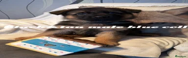 German Shepherd 4