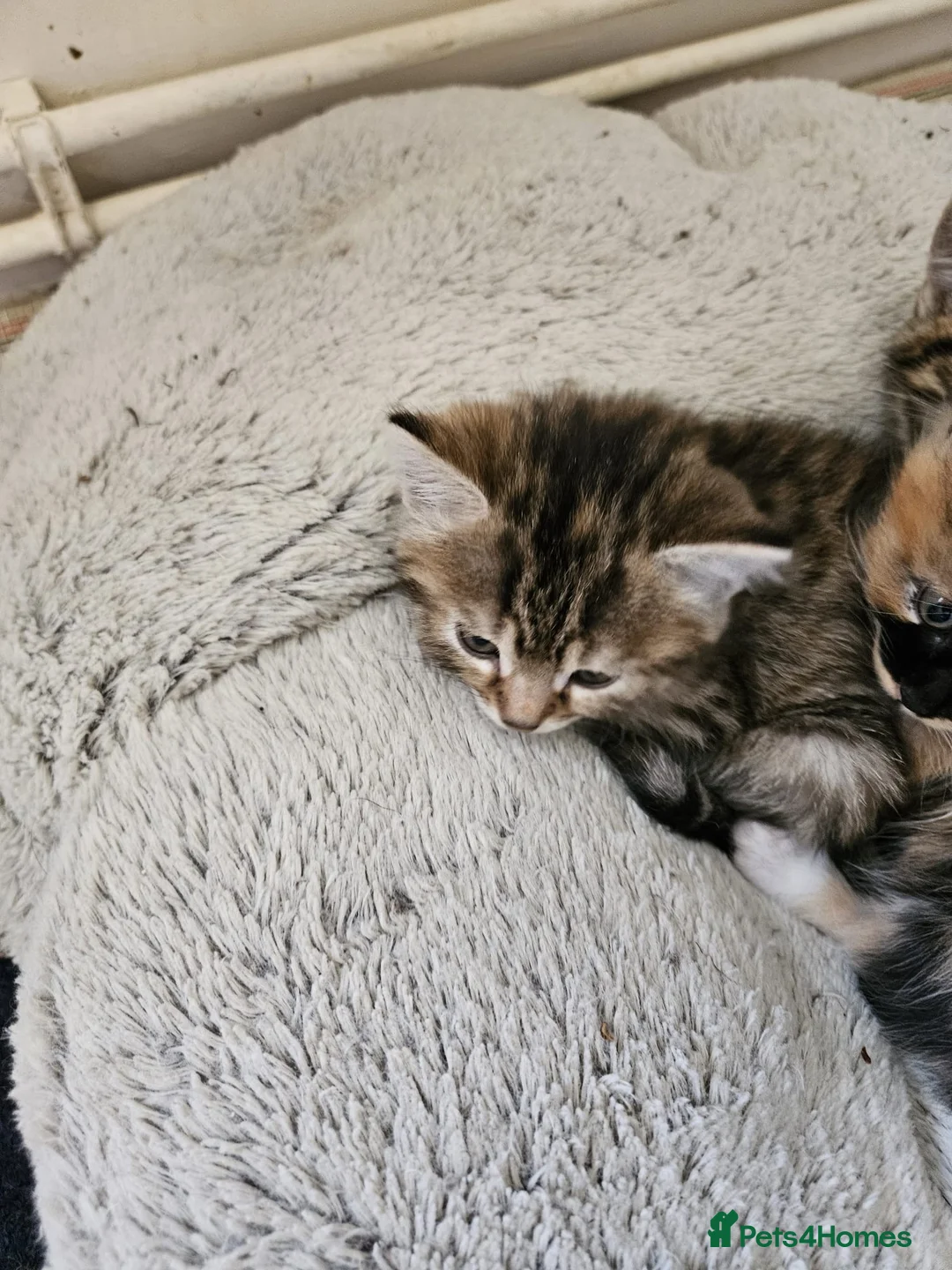 Mixed Breed cats for sale: Gorgeous mixed Breed Kitten - Advert 8