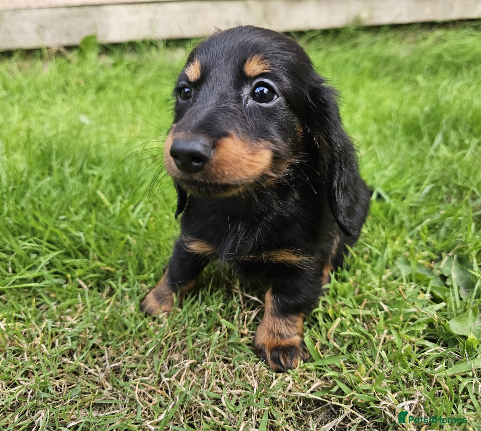 Dachshund dogs Ready to leave Pretty Little Dachshund Puppies - Advert 2