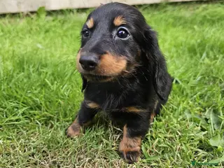 Dachshund dogs Ready to leave Pretty Little Dachshund Puppies - Advert 4