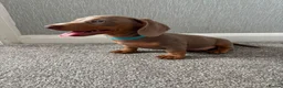 Dachshund dogs for sale: Isabella miniature dachshund  in Erith - Advert 15