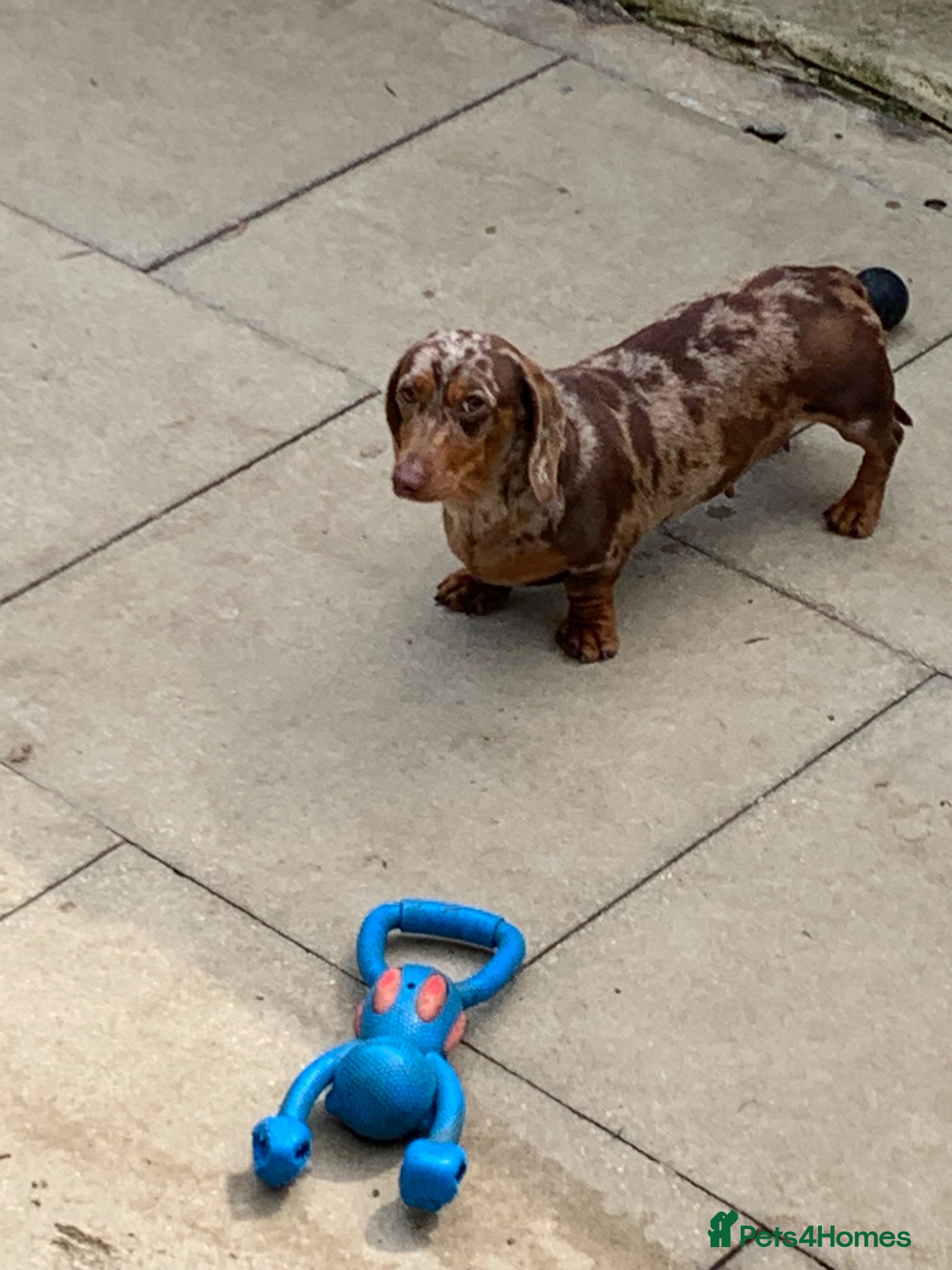 Miniature Dachshund dogs Minature daschund female (Health tested parents) - Advert 1