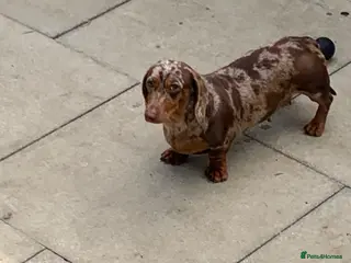 Miniature Dachshund dogs for sale: 3 years old Minature daschund female - Advert 2