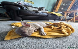 French Bulldog dogs for sale: 7 month Female French Bulldog  - Image 2