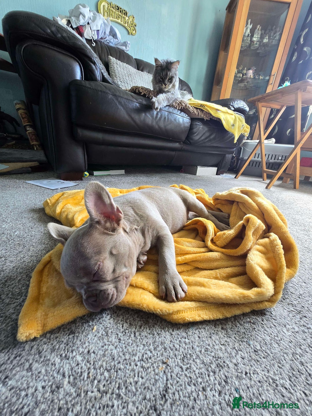 French Bulldog dogs for sale: 7 month Female French Bulldog  - Image 2