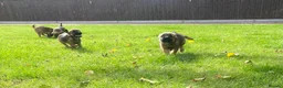 Border Terrier dogs for sale: Border-terrier  - Advert 4