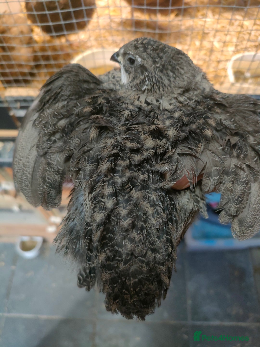 Quail poultry for sale: Mixed Japanese Courtnix Quails - Image 8