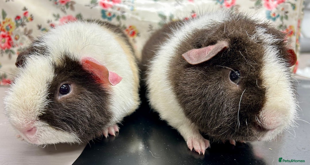 Guinea Pig rodents for sale: Teddy Guinea Pigs Available  - Advert 4