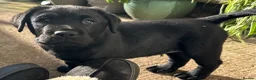 Labrador Retriever dogs for sale: Show bred chunky pups  - Advert 4