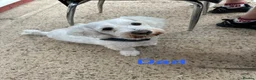 Bichon Frise dogs for sale:     🐶 6 Adorable Puppies Looking for a Home - Advert 19