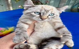 Bengal cats for sale: Gob smacking rare kittens  - Image 15