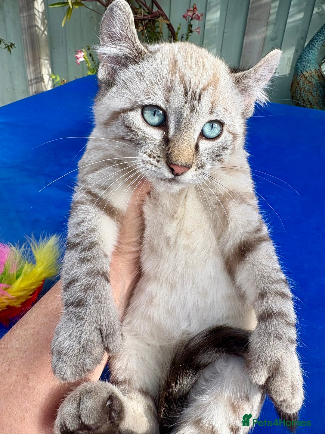 Bengal cats for sale: Gob smacking rare kittens  - Image 15