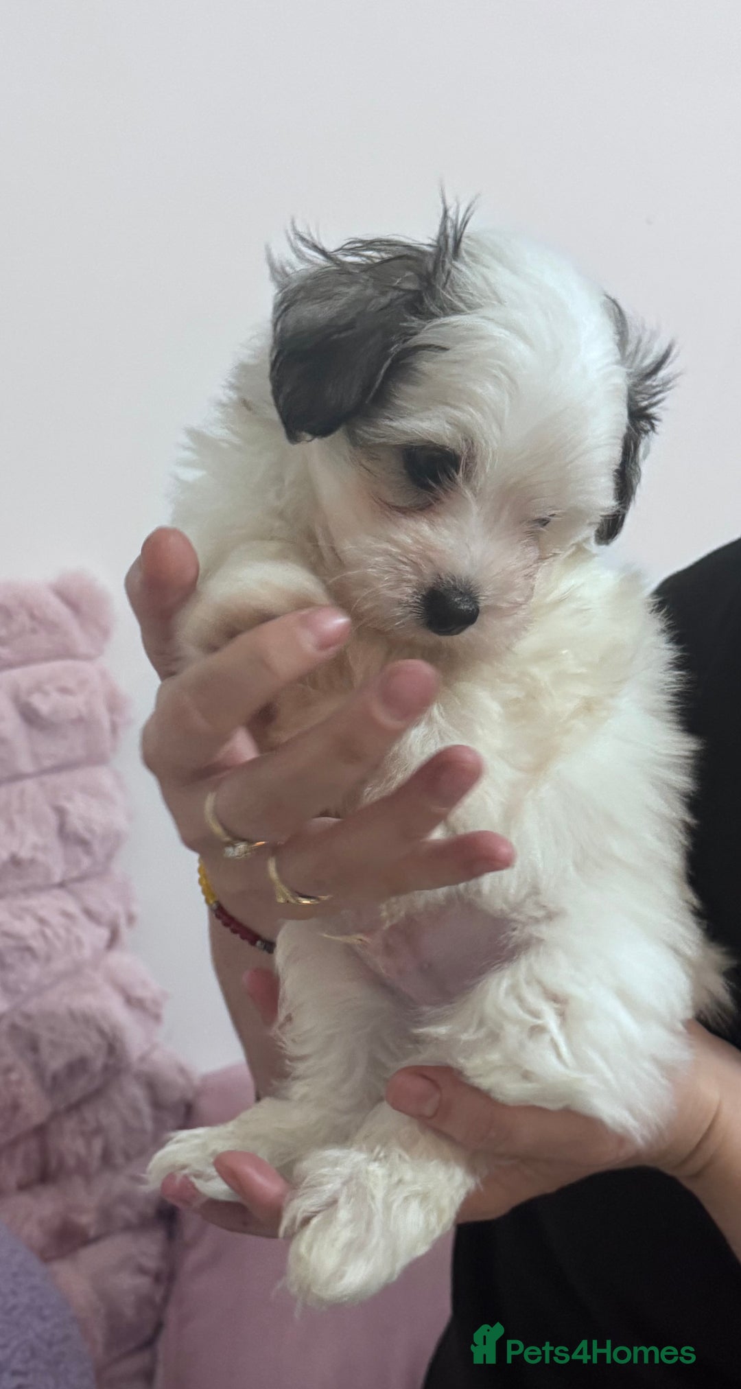 Bichon Frise dogs for sale: Adorable Puppies Ready for Their Forever Homes  - Image 19