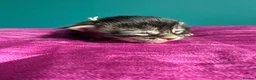 Maine Coon cats for sale: Affectionate, Pedigree Maine Coon Kittens: - Advert 35