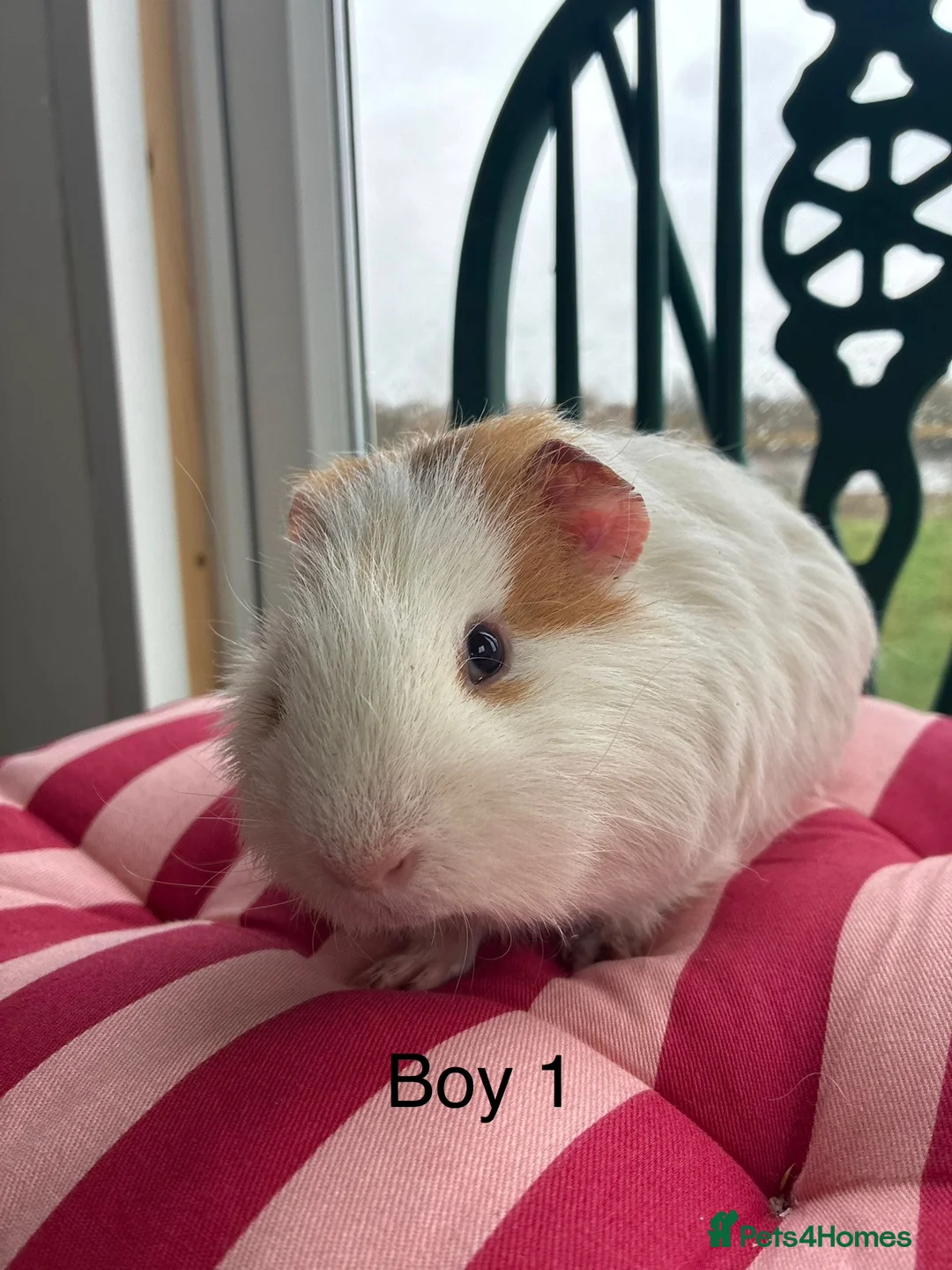 Guinea Pig rodents for sale: Baby guinea pigs for sale  - Advert 2