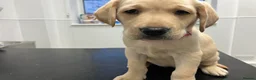 Labrador Retriever dogs for sale: Gorgeous Labrador puppies for sale - Advert 29