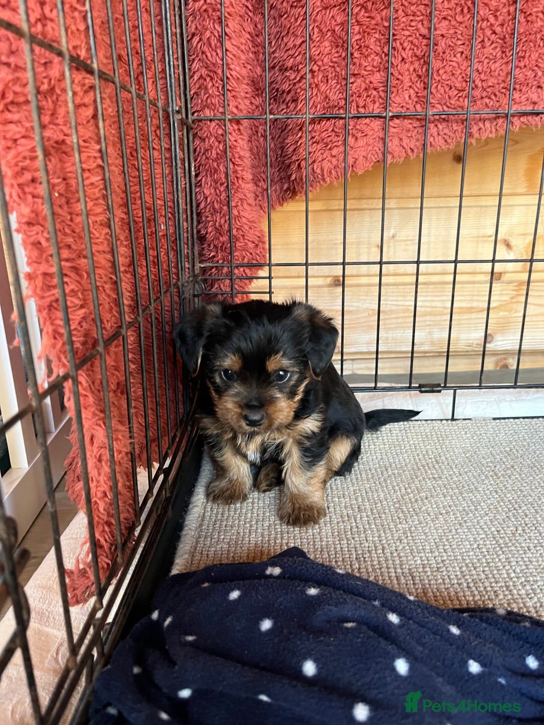 Yorkshire Terrier dogs for sale: Yorkshire terrier puppy’s  - Advert 9