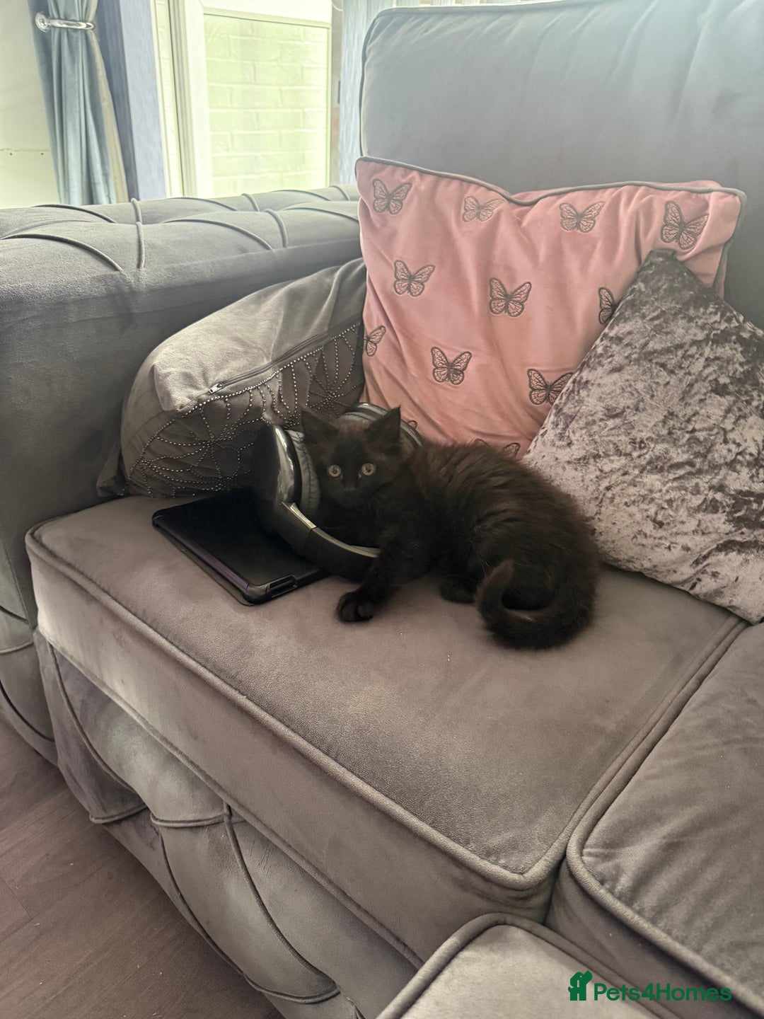Maine Coon cats for sale: 1 Black Female Main Coon Cross Kitten  - Image 3