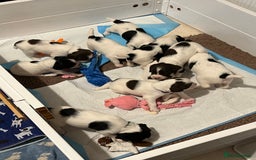 English Springer Spaniel dogs for sale: Beautiful springer spaniel puppies - Image 2