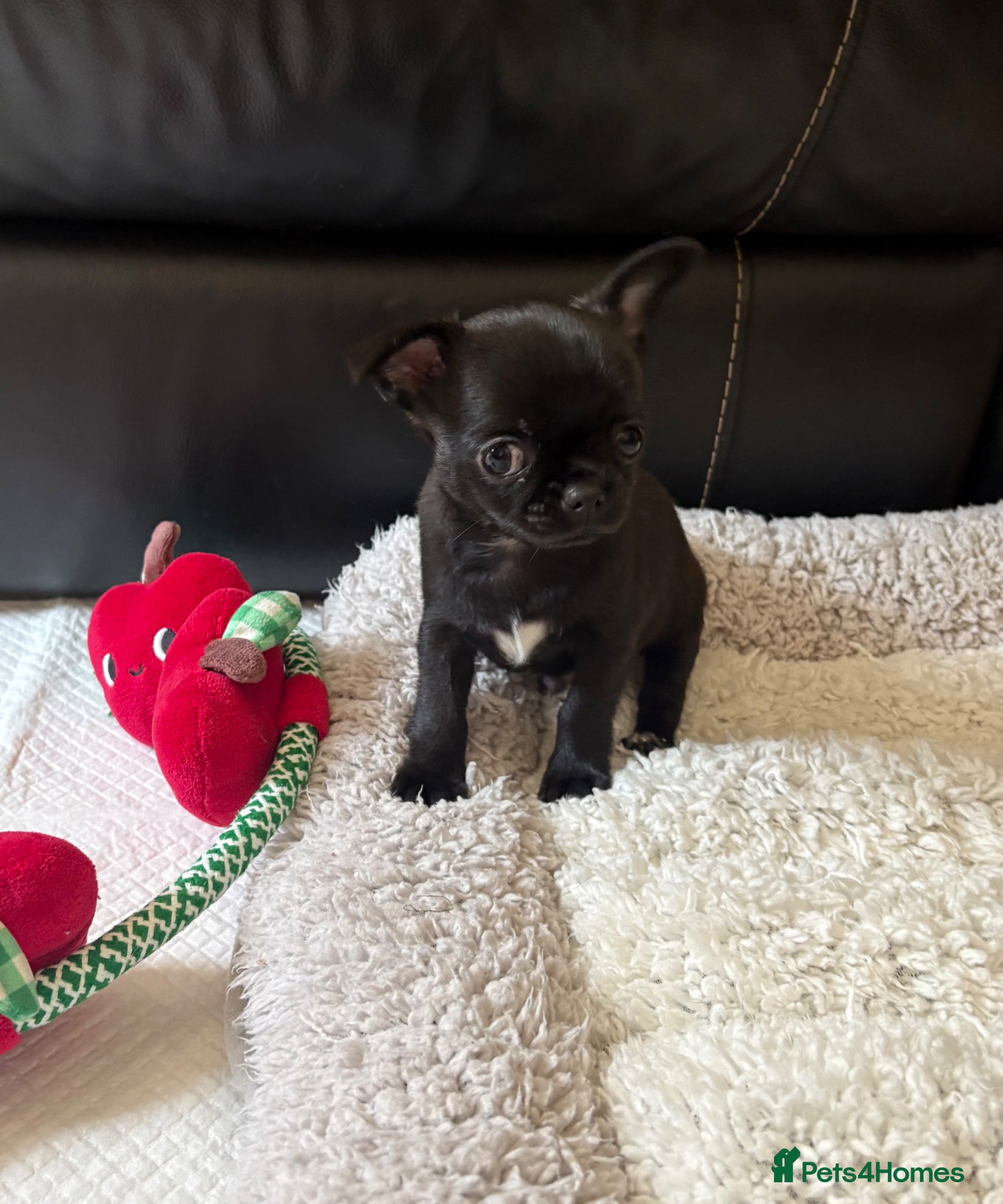 Chihuahua dogs Chihuahua puppies**1 LEFT **Ready next Thursday  - Advert 11