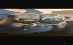 Pomeranian dogs for sale: 5⭐️ 🏆 champion bloodline Pomeranians  - Image 8