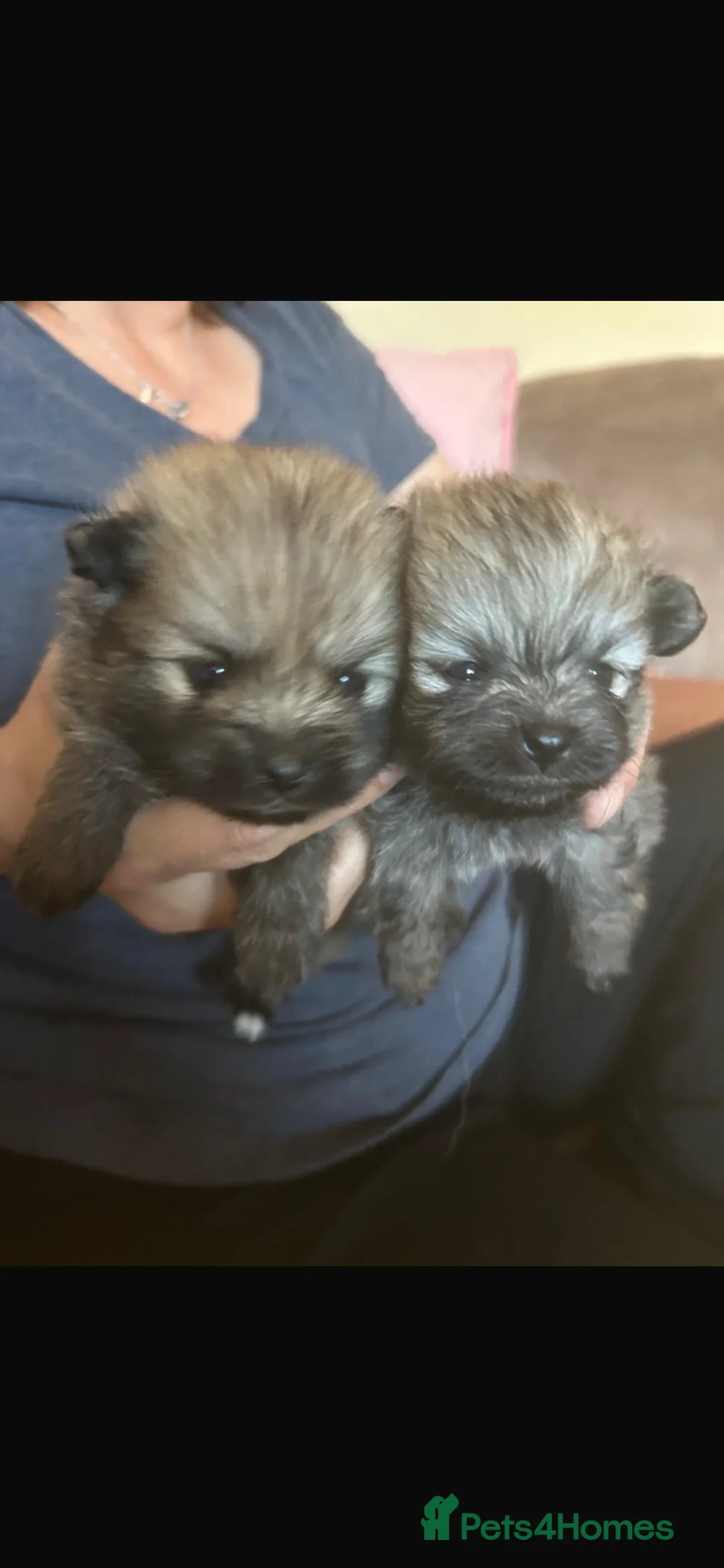 Pomeranian dogs for sale: 5 Generation champion Russian bloodline - Advert 13