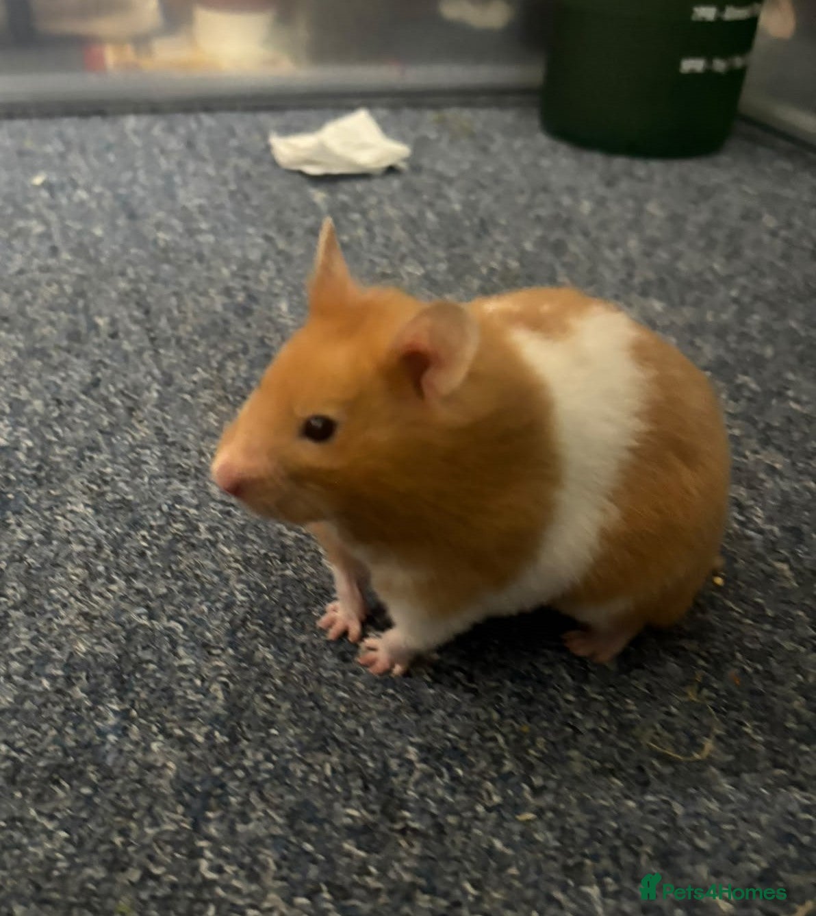 Hamster rodents Piku - young, strong, cute and full of exploration - Advert 7