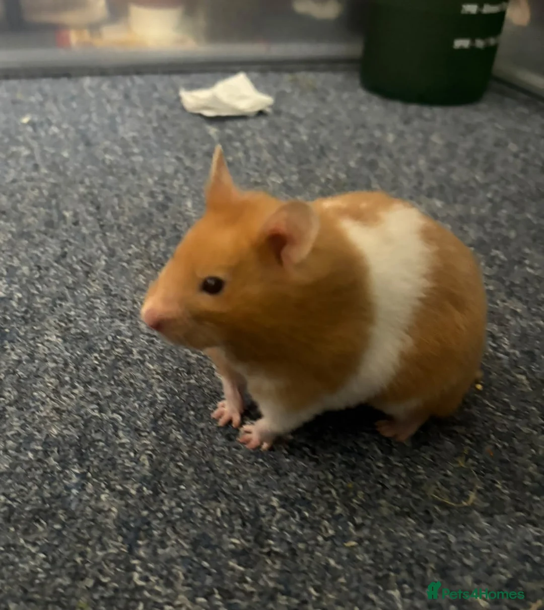 Hamster rodents for sale: Piku - young, strong, cute and full of exploration in Banbury - Advert 1