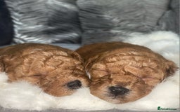 Cockapoo dogs for sale: Stunning litter of Fox red miniature Cockapoo's  - Image 5