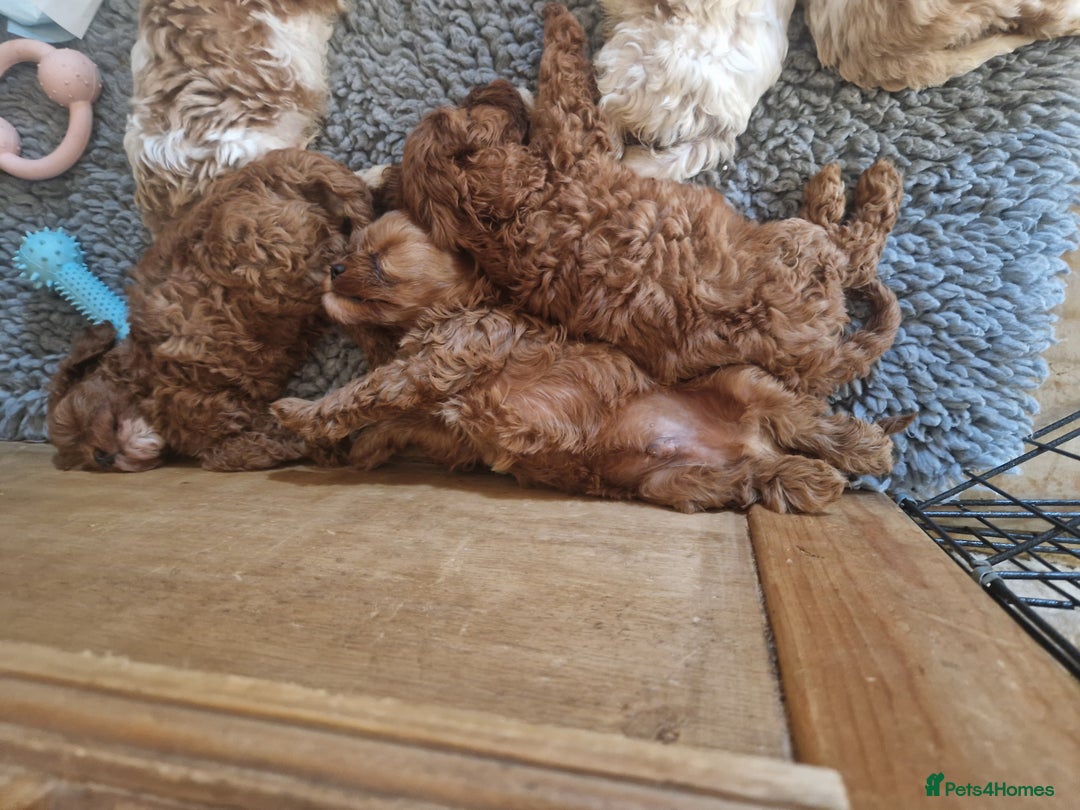 Cavapoo dogs for sale: Beautiful cavapoo puppies - Image 6