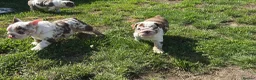 English Bulldog dogs for sale: Beautiful bulldog girl puppy  - Advert 8