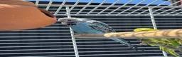 Budgerigars birds for sale: Budgies with full setup,8 months  - Advert 1