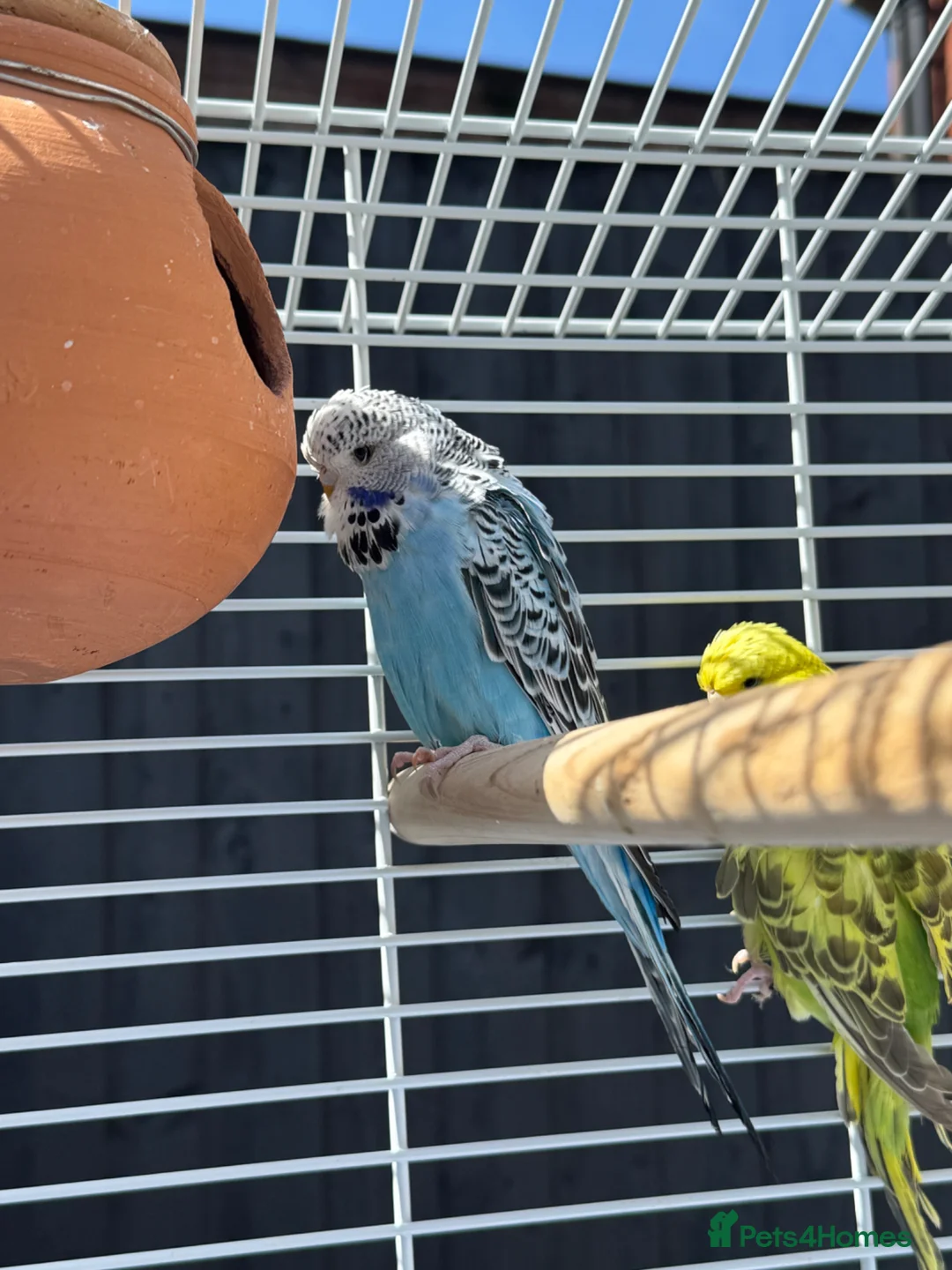 Budgerigars birds for sale: Budgies with full setup,8 months  - Advert 1