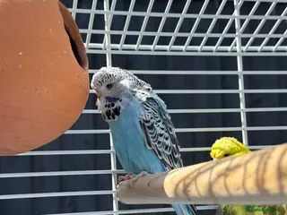 Budgerigars birds Budgies with full setup,8 months - Advert 1