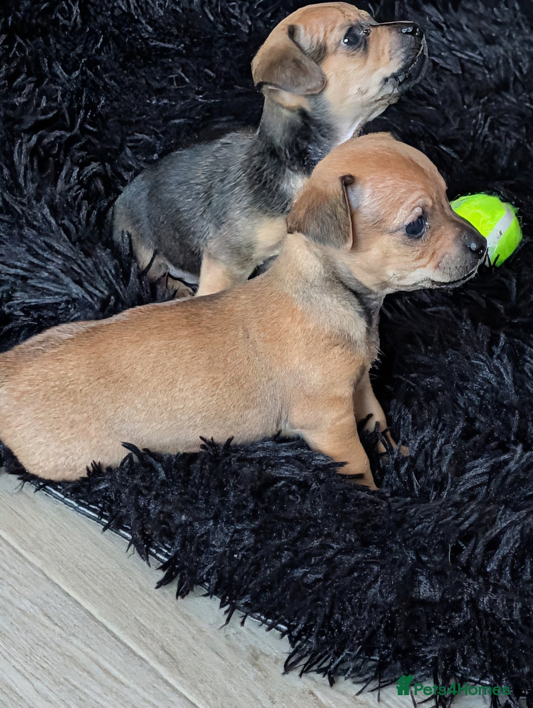 Dachshund dogs for sale: 2 puppies left  - Advert 3