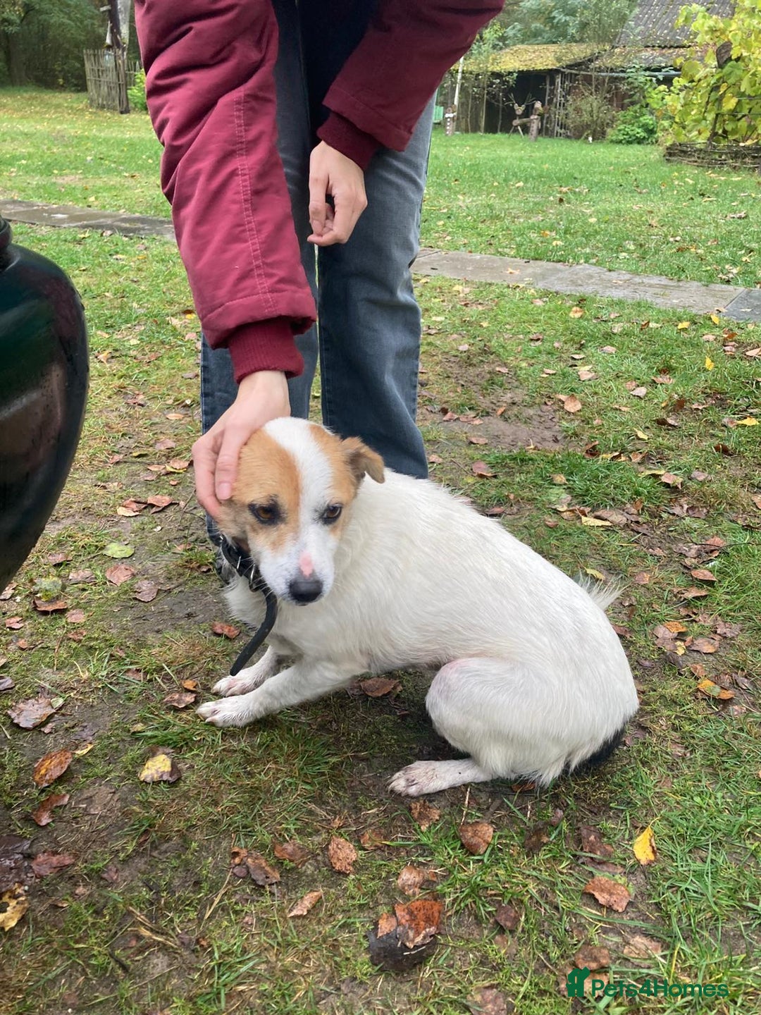 Jack Russell dogs for adoption: Jackie: The Little Dog Left to Freeze - Image 7